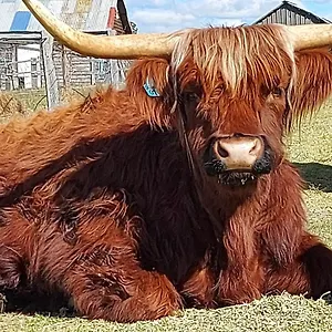 Straw House Farm - Stanthorpe 3*, Dalveen Australia
